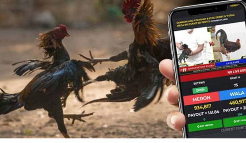 Cách Đá Gà Mạng Luôn Thắng – Góc Nhìn Thật Từ Dân Chơi 5 Chọn khung giờ chơi hợp lý