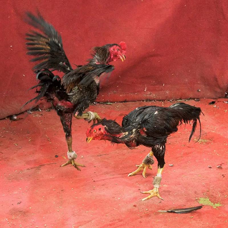 Hướng Dẫn Cách Đá Gà Cựa Sắt - Môn Đá Gà Cực Hấp Dẫn 1 Cựa sắt là gì và tại sao lại quan trọng?