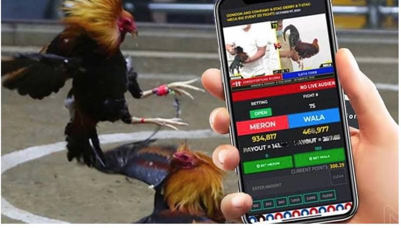 Đá Gà Online Có Bị Bắt Không? Sự Thật Cần Biết Trước Khi Tham Gia 3 Đá gà online nước ngoài có hợp pháp không?