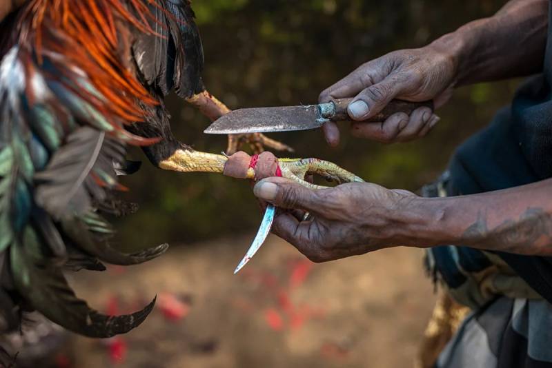 Giống gà dùng trong đá gà cựa dao