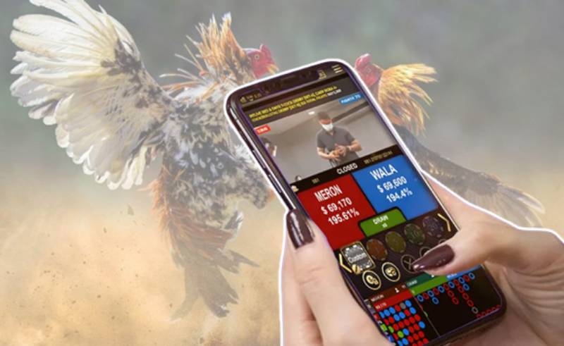 Cách Đá Gà Mạng Luôn Thắng – Góc Nhìn Thật Từ Dân Chơi 3 Hiểu luật và quy tắc từng sới đấu