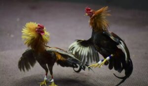 Huong Dan Cach Da Ga Cua Sat Mon Da Ga Cuc Hap Dan