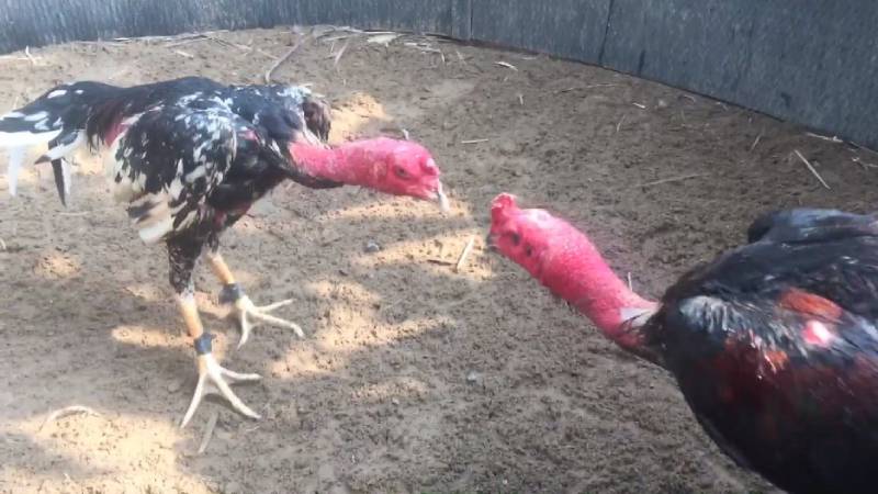 Phân loại gà chiến dựa trên trọng lượng và huyết thống