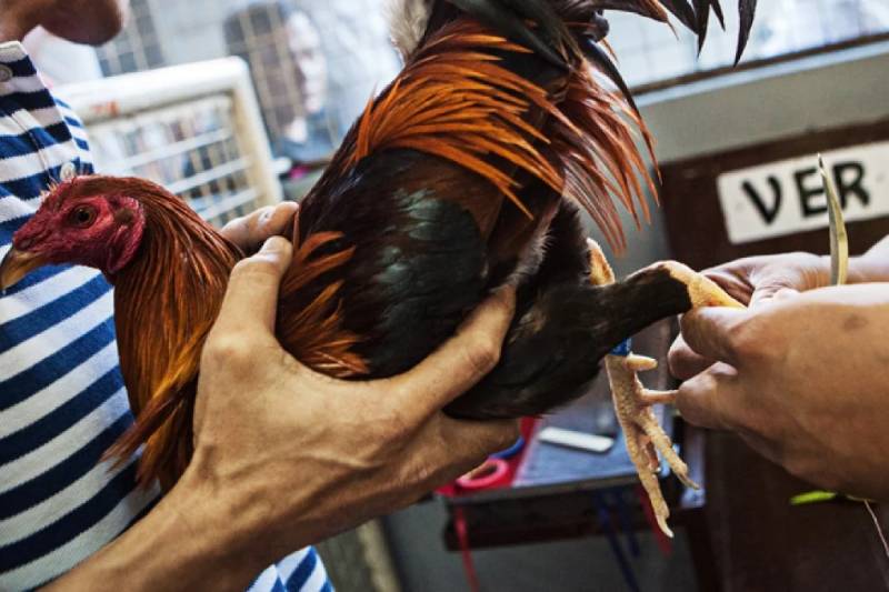 Luật Đá Gà Miền Nam Và Thuật Ngữ Trong Đá Gà 3 Thuật ngữ về đặc điểm gà